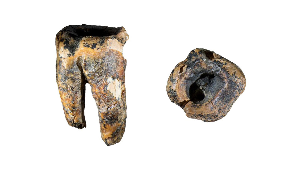 沖縄産、牛の歯化石 5万9000年前、石器で虫歯を削ったネアンデルタール人 治療痕を発見