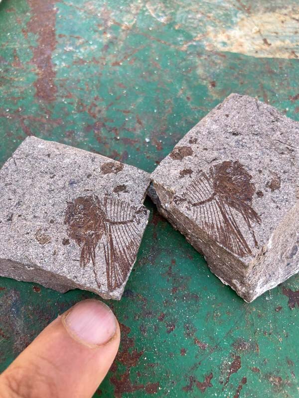 エジプトの砂漠に「化石の水族館」 6220万年前の魚類を大量に発見