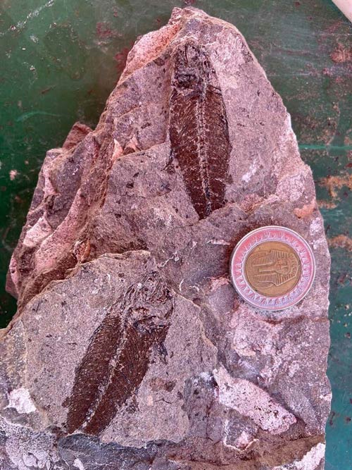 エジプトの砂漠に「化石の水族館」 6220万年前の魚類を大量に発見