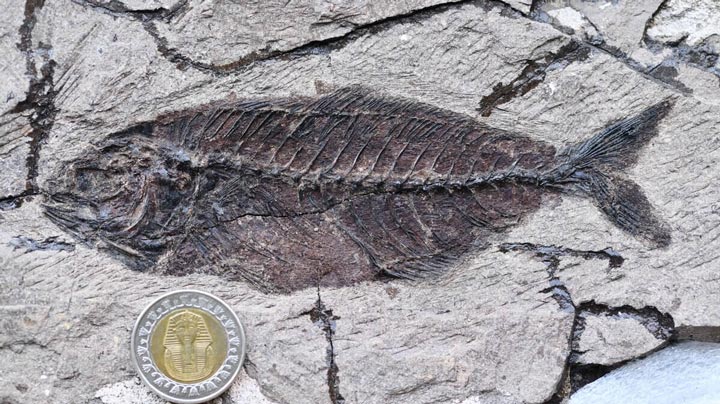 エジプトの砂漠に「化石の水族館」 6220万年前の魚類を大量に発見