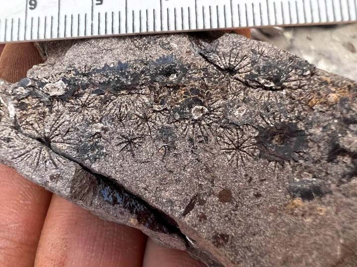 エジプトの砂漠に「化石の水族館」 6220万年前の魚類を大量に発見