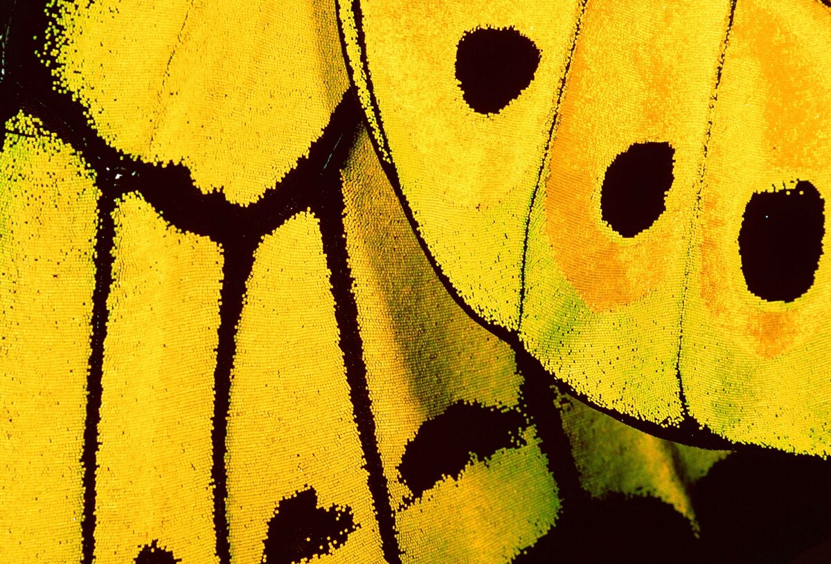 バタフライエフェクト MOKA SFX EPL 7*40 mini B moving head wash light Zoom light – MOKA SFX