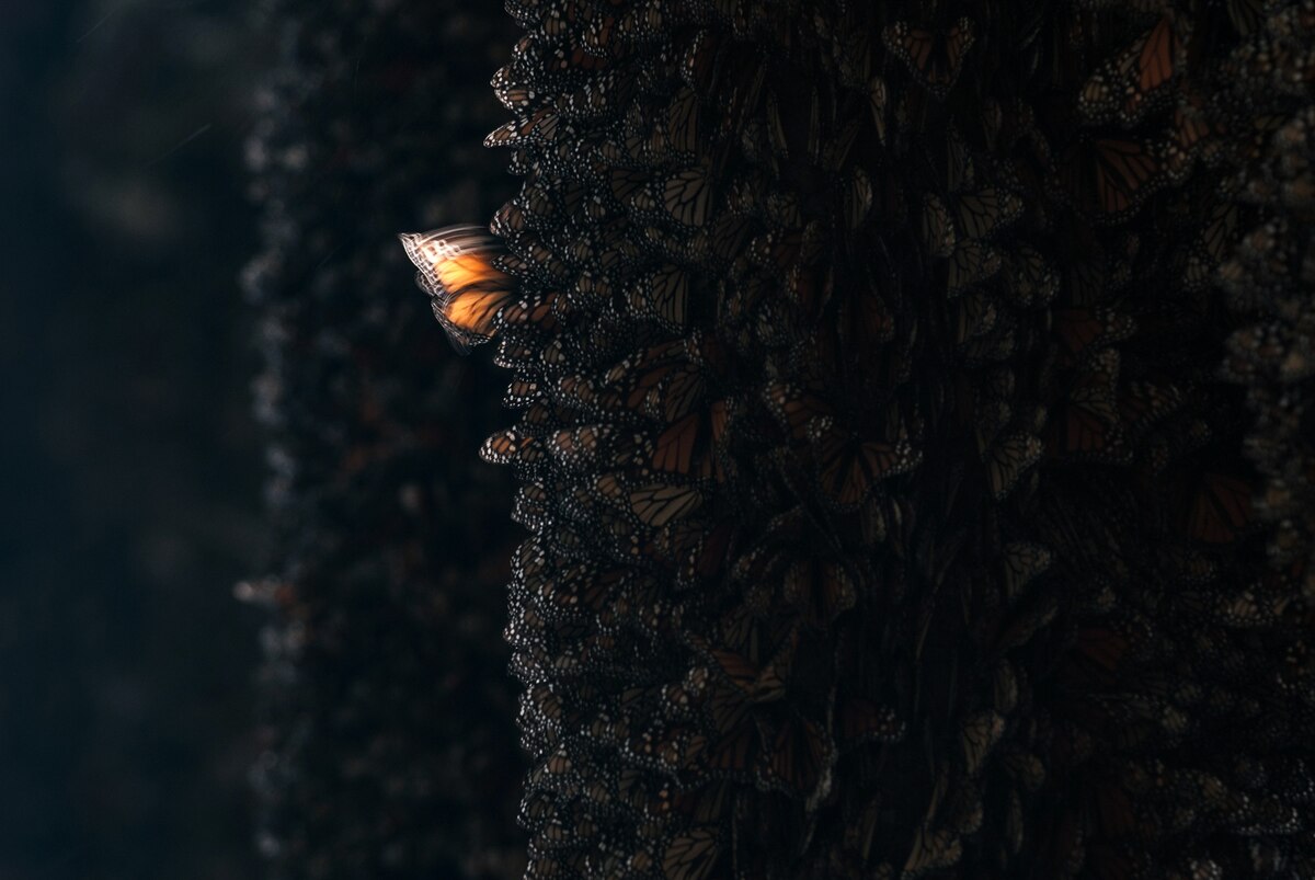 バタフライエフェクト 81pV+9KBEpL._AC_UF1000,