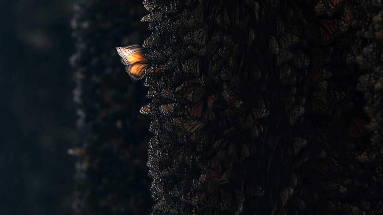 バタフライエフェクト」の誤解 AIをも惑わす予測可能性の限界：日経