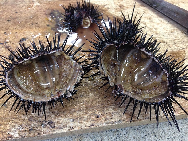 海藻食べ尽くす厄介者をおいしい食材に ウニノミクス の挑戦 日経ビジネス電子版 海藻食べ尽くす厄介者をおいしい食材に ウニノミクス の挑戦 日経ビジネス電子版