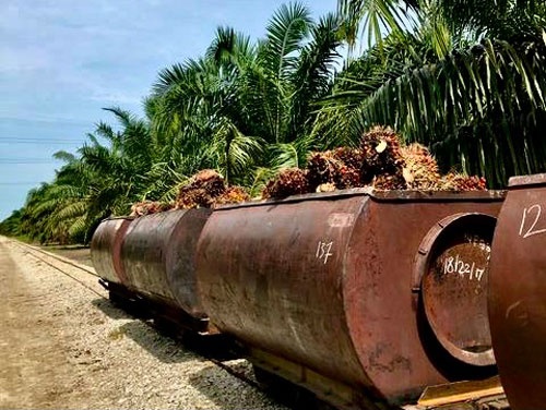 パーム油の調達で、サプライチェーンの把握が必須となっている（不二製油が合弁会社を持つマレーシアでの収穫風景、写真＝不二製油グループ本社）