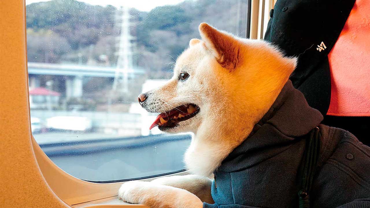 nommi 400% 犬 Apple Toptoy Nommi Bite into Apple 400% - メルカリ