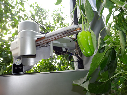 挿し木マシーン 園芸 農業 苗木 生産 ロボット