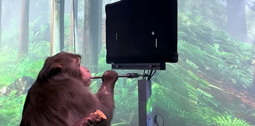 ニューラリンクがユーチューブ上で公開した動画。脳にチップを埋め込まれたサルが「意思」だけでゲームを操作し、画面下の管からご褒美のスムージーを飲んでいる