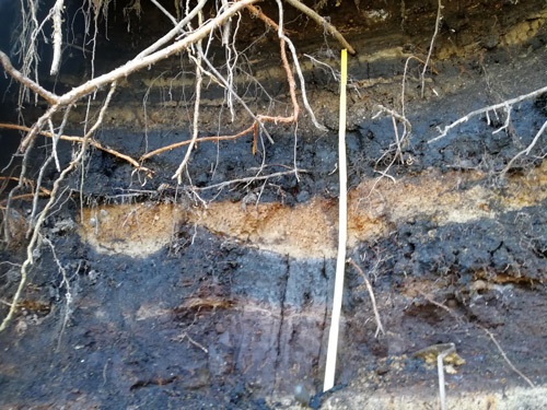 図7：軽井沢の地層に残る過去の凍土層。凍結・融解によって形成される地面の凹凸が残っている。