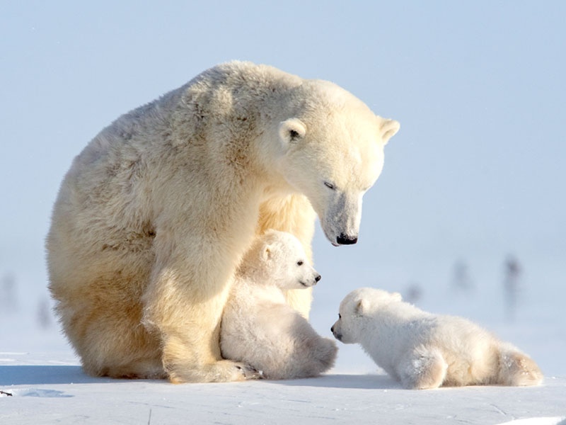 永久凍土の変化から地球のこれまでとこれからを知る 日経ビジネス電子版 永久凍土の変化から地球のこれまでとこれからを知る 日経ビジネス電子版