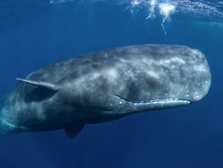 最大の脳を持つ生物は、人間ではなくマッコウクジラだ(写真:Martin Prochazkacz/Shutterstock.com)