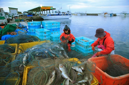 日ロ関係の悪化が9月から始まるホッケ漁にも影響を及ぼしている（写真＝アフロ）
