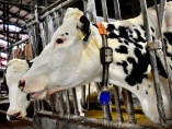 牛も飼育員も眠れない　酪農DXで仕事環境を改革する