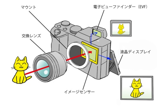 ミラーレスは文字通り「ミラー」を持たず、レンズからの光が直接イメージセンサーに届き、その信号を液晶ディスプレイや電子ファインダー（EVF＝electoronic view finder）に表示する。従来のコンパクトデジカメと基本的には同じだが、レンズ交換が可能なことと、より大型のイメージセンサーを搭載することで、性能を向上させている