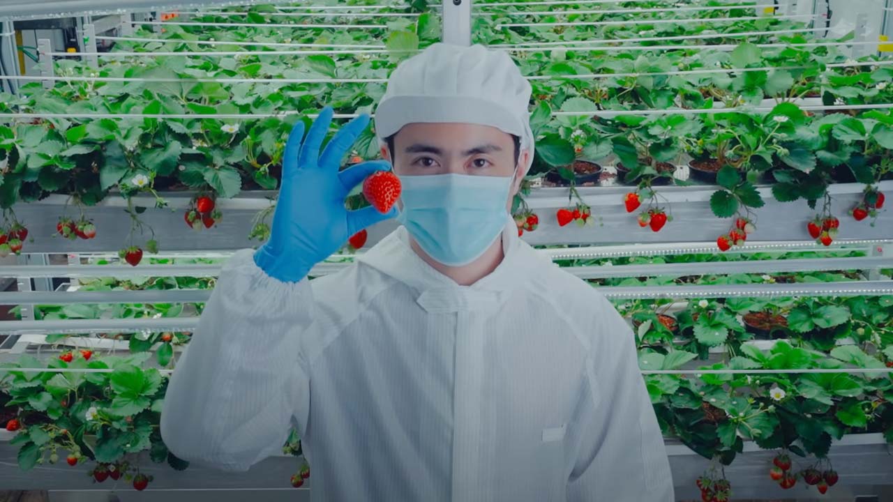 米国で200億円の巨大イチゴ工場が稼働、目指すは植物工場のテスラ