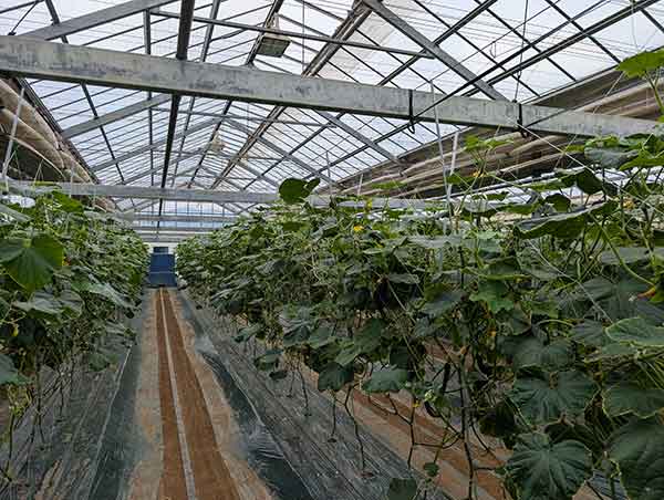 ホルムズ危機で燃料費月50万円増 夏野菜「収穫できぬ」：日経ビジネス電子版