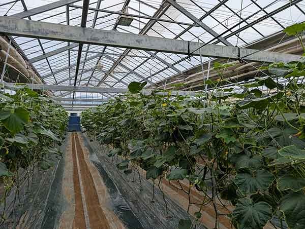 ホルムズ危機で燃料費月50万円増 夏野菜「収穫できぬ」:日経ビジネス電子版
