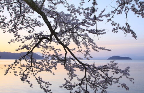 風光明媚な奥琵琶湖エリアにあった企業の保養所を買い取って、学校団体が使う「奥琵琶湖マキノパークホテル＆セミナーハウス」を開業。アクティビティーにはカヤックスクールなどがある。写真は同地の名勝、海津大崎の桜