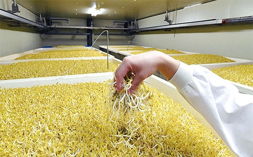 <span class="fontBold">もやしは水耕栽培で緑豆を発芽させ生産する。小売価格の下落と原料費の高騰により収益性が悪化、赤字に陥る事業者が増え、廃業も相次いでいる</span>(写真=読売新聞/アフロ)