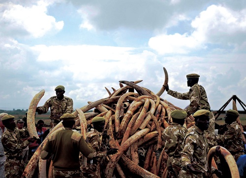 <span class="fontBold">ケニアで押収された大量の象牙。<br />象牙を目当てにしたアフリカゾウの密猟が問題になっている</span>