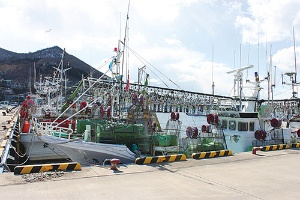 函館漁港に停泊するイカ釣り漁船。2016年はスルメイカが記録的な不漁だった（写真＝共同通信）