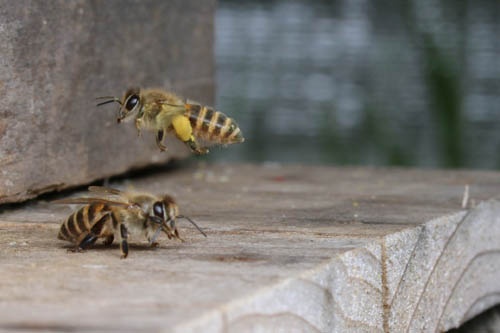 坂本さんのニホンミツバチ（写真）の研究も非常に面白いのですが、次の機会に（撮影：坂本佳子）