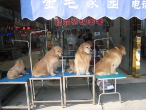 警官による犬撲殺事件に見る中国のペット事情 日経ビジネス電子版 警官による犬撲殺事件に見る中国のペット事情 日経ビジネス電子版