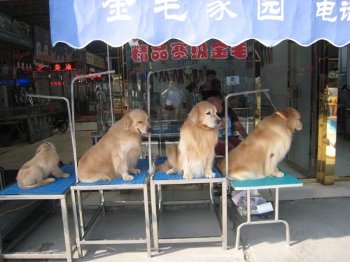 中国・北京のゴールデン・レトリバー専門店の店頭で販売されている犬。 看板に”金毛（ゴールデン・レトリバー）”とある（写真：北村豊）
