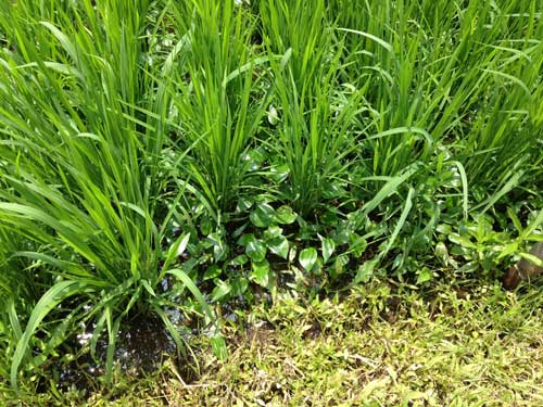 奇跡のリンゴ 次は 奇跡の米づくり 日経ビジネス電子版 奇跡のリンゴ 次は 奇跡の米づくり 日経ビジネス電子版