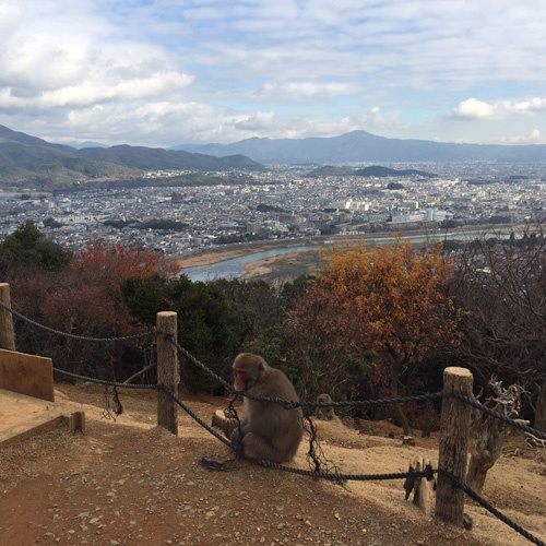 外国人に人気の「嵐山モンキーパークいわたやま」