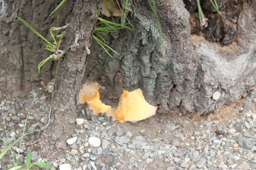 ベッコウダケが付着してしまったユリノキ。ベッコウダケは固く、樹木の根元に張り付いてしまい簡単にははがせない