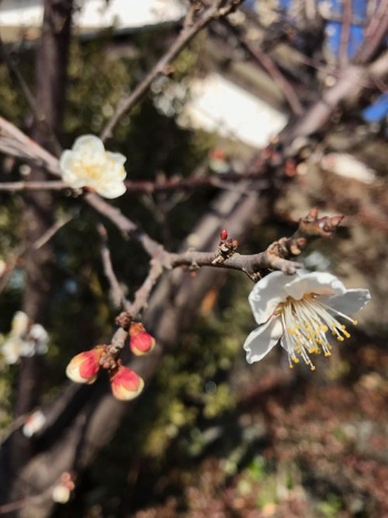 福島の自宅近くをランニング中に見つけた梅に、温かさを感じた