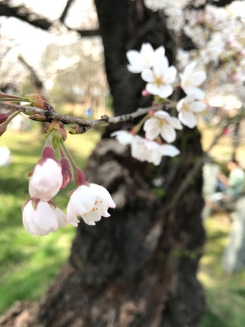 東京から1週間遅れの、少し控えめな郡山の桜