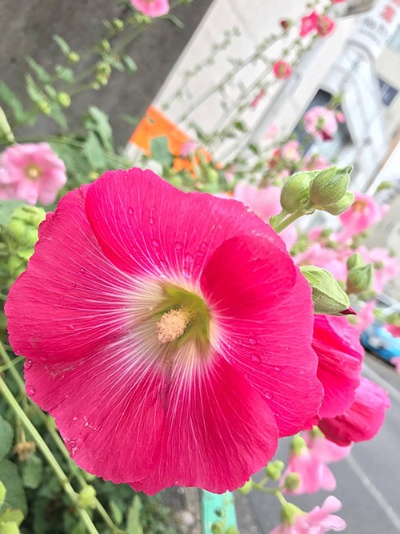 ある雨の日に、著者撮影。花の写真が好きです