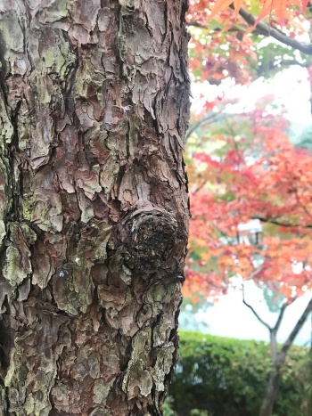 永観堂、人が多くて参りました