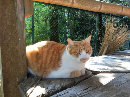 岩屋寺で出迎えてくれた猫