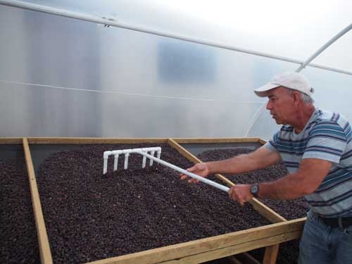 ナチュラルプロセスの乾燥作業。アルフレドさんは、コスタリカ視察後に乾燥用のアフリカンベッドを新設した
