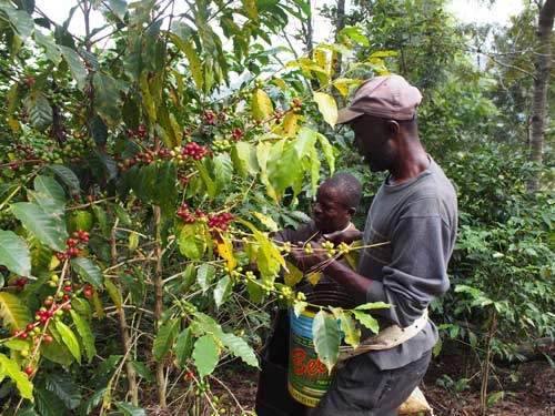 農園のピッカーたち