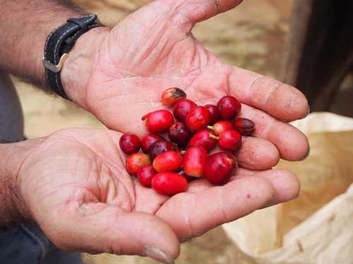 収穫後のコーヒーチェリー