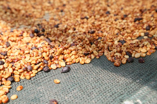 ロス・アンヘレス マイクロミルのハニープロセスの豆
