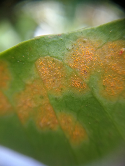コーヒーの栽培において、さび病は脅威だ。写真はコーヒーさび病菌に感染してしまったアラビカ種の葉（写真：shutterstock）