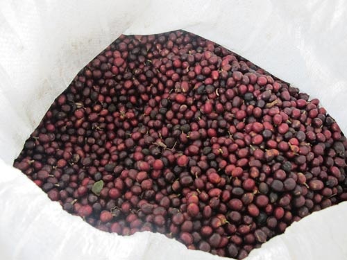 サン・ヘラルド農園のコーヒーチェリー