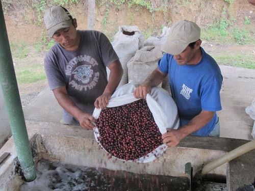 チェリーの洗浄