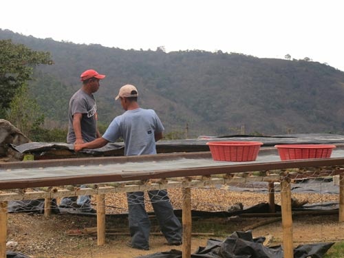 乾燥工程ではアフリカンベッド方式を取り入れている