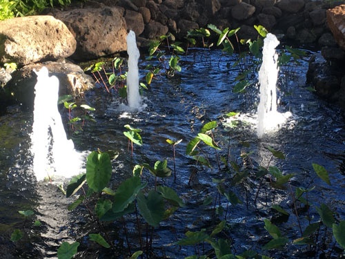 ワイキキを歩くと、湧き水を再現したものに出合う（写真：Hawaii Historic Tour LLC）