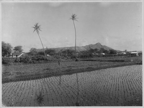 ワイキキの水田（写真：Hawaii State Archives PP-24-7-010-00001）