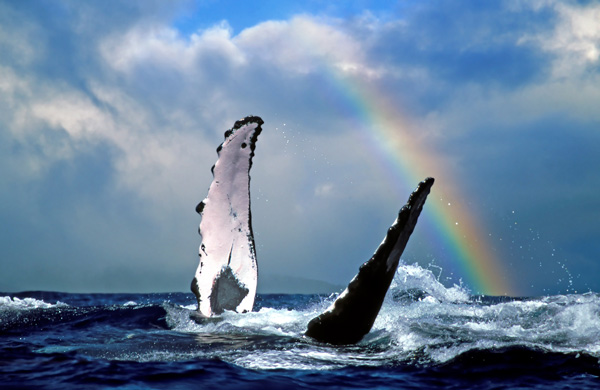 ハワイマウイ島クジラ置物 ハワイマウイ島クジラ置物 【公式通販】