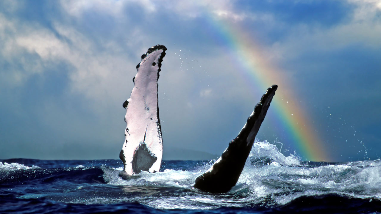 ハワイを育んだクジラたち 海の生き物が映す経済の繁栄と文化：日経