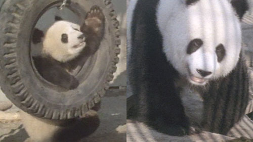 1972年11月5日、日本で初めて上野動物園で一般公開されたカンカンとランラン